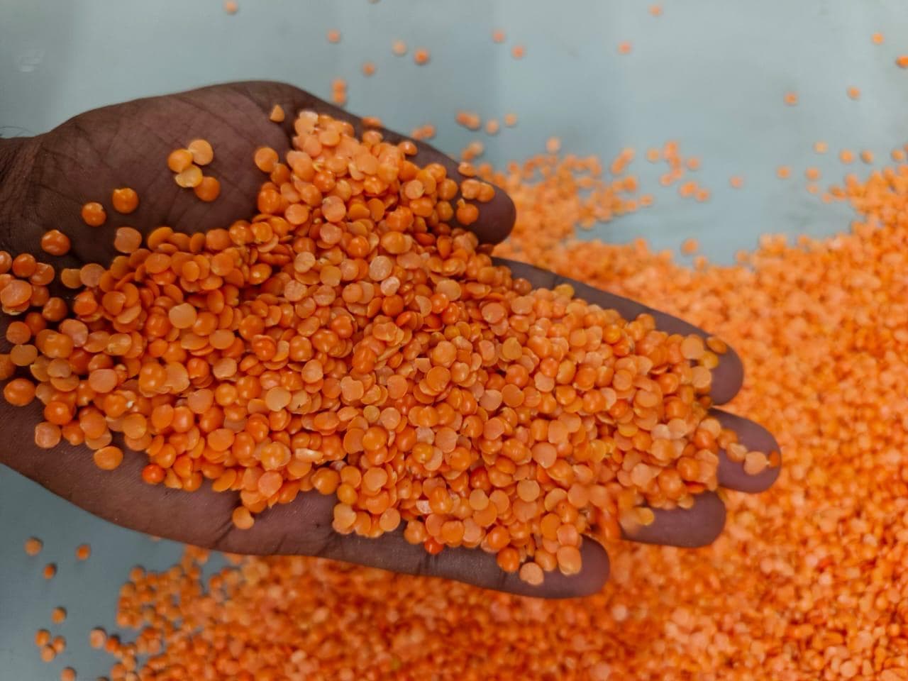 Hand holding red lentils